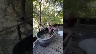 Ice Bath Challenge With Asafa Powell Gone Wrong