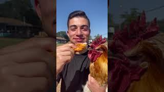 Eat A Chicken In Front Of A Chicken 