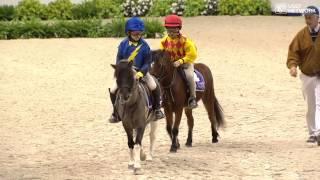 Shetland Pony Race