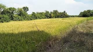 ANIHAN NANAMAN - HARVESTING RICE - SEPTEMBER 2023