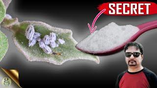 SECRET BAKING SODA HACK  The Most Powerful Organic Pesticide Mixture