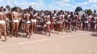 zulu virgins testing  no bra rich tradition