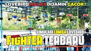 JAMIN FIGHTER MENINGKAT PESAT   SIMULASI LOMBA LOVEBIRD TERBARU 2023 