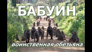 БАБУИН  - Воинственная обезьяна