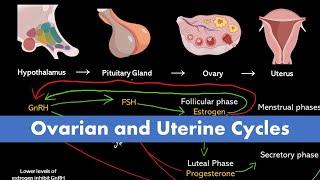 Ovarian and Uterine Cycle Menstrual Cycle