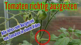 Tomaten ausgeizen - So Geiztriebe an Tomaten richtig entfernen Tomatenpflanzen schneiden