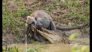 Crocodile vs Grey Langur Monkey - Struggle of Life and Death Real Life Godzilla vs Kong