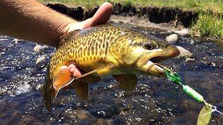 Wild Trout Fishing Deep in the Mountains