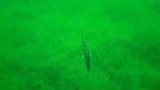 Zander verfolgt Gummifisch im See