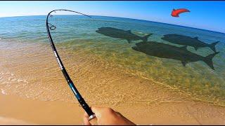 Fishing the Beach When 3 GIANTS Swam By **BIGGEST EVER**