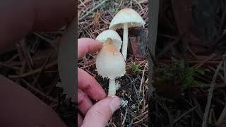 Lepiota clypeolaria