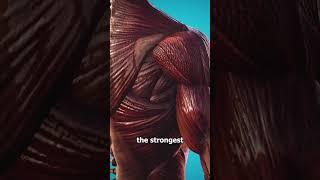 The Strongest Muscle In Your Body  not what you think