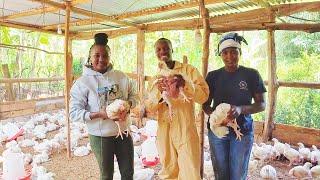 HOW TO START A PROFITABLE BROILER CHICKEN FARM ON A BUDGET #broilerfarming#chicken