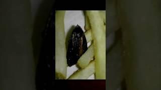 Insecto encontrado en papas fritas   Cosas asquerosas encontradas en Carls Jr.  Parte 2