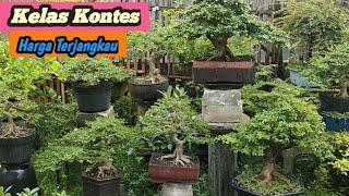 KELAS KONTES‼️CEK HARGA BONSAI DIRUMAH MAS SONY CAKRA