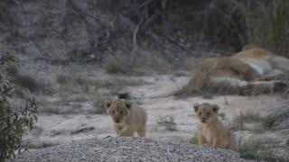 Lion cub went far away while its mother was sleeping