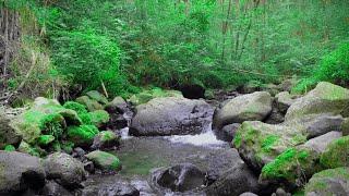 Soothing Stream Natural Forest Sounds Relaxing River Sounds for sleeping White Noise Relaxing