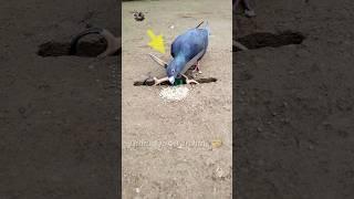 Pigeon trap  bird trap  Part 1 #shorts #youtubeshorts #ytshorts