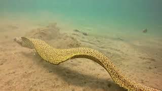 Amazing Spotted Eel