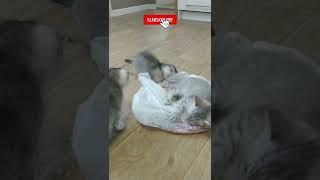 The best toy for kittens  funny animals  #Shorts