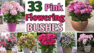 33 Pink Flowering Bushes for Garden  Pink Flowering Plants  Plant and Planting