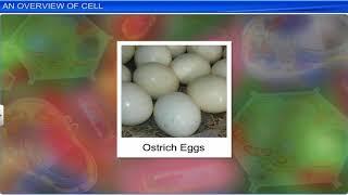 CBSE Class 11 Biology  Cell The Unit of Life  Full Chapter  By Shiksha House