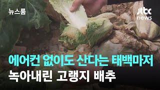 에어컨 없이도 산다는 태백마저 헉헉…녹아내린 고랭지 배추  JTBC 뉴스룸