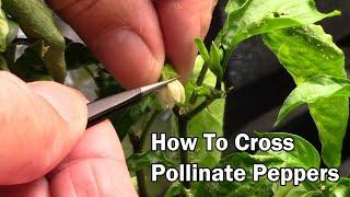 How To Cross Pollinate Pepper Plants To Create A New Type Of Pepper
