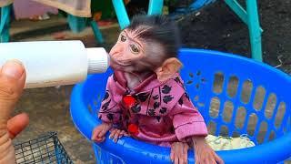 baby monkey drinking milk  monyet kecil lucu sedang minum susu