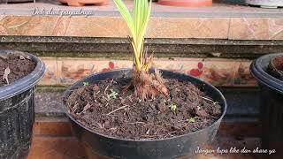 Sayat mawar bonsai kelapa