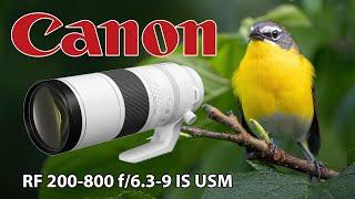Canon RF 200-800 Bird Photography with R6 Mark II