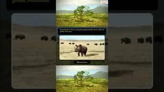 Grasslands  Wildlife  #YouTubeShorts #Shorts  iKen