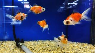 Japanese Aquarium Fish Shop  1-hr loop video in HD