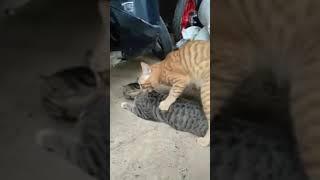 Kucing Kawin kucing kawin Mating Cats