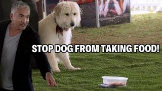 How To Stop Your Dog From Taking Food  Dog Nation Episode 3 - Part 1