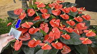 Just this 1 package Anthurium has never flowered so much  Natural Fertilizer