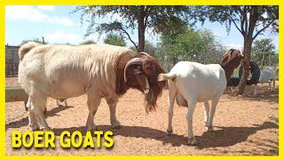  Boer Goats FARM Langkloof Game FARM