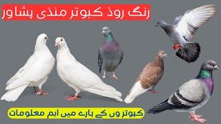 Ring road Kabootar Mandi Peshawar  Pigeon Market  Very informational  @khybersocialhub