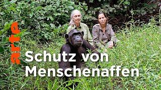 Schimpansen im Kongo mit Jane Goodall  Doku HD  ARTE