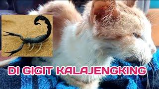 KUCING TORES DIGIGIT KALAJENGKING