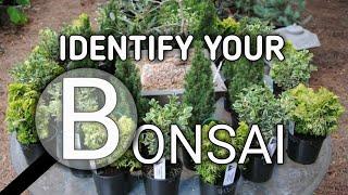 IDENTIFY YOUR BONSAI TREE.