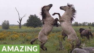 Fighting wild horse gets help from friend during scuffle