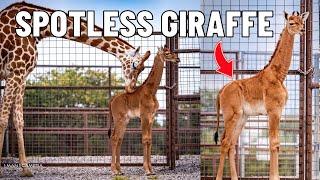 We Visited The World’s Only Spotless Giraffe in Tennessee  Brights Zoo Full Tour