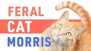 Feral Cat  Morris