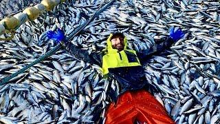 2021 Bait Herring Season Commercial Fishing Alaska