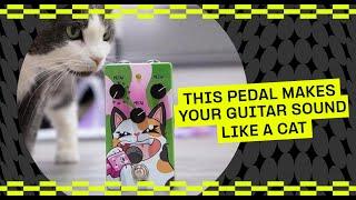 60 seconds with the Meowdulator – 2024s greatest pedal  Guitar.com