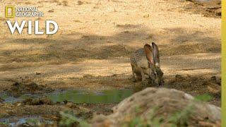 Harriss Hawks Hunt a Jackrabbit  The Desert Sea