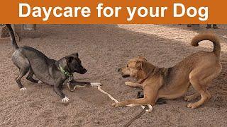 Dog TV Daycare #25