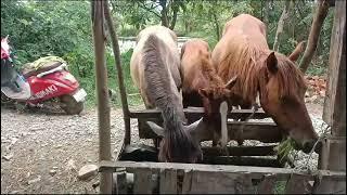 MANIPUR POLO HORSE