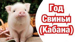 Год Свиньи Кабана – описание и характеристика знака